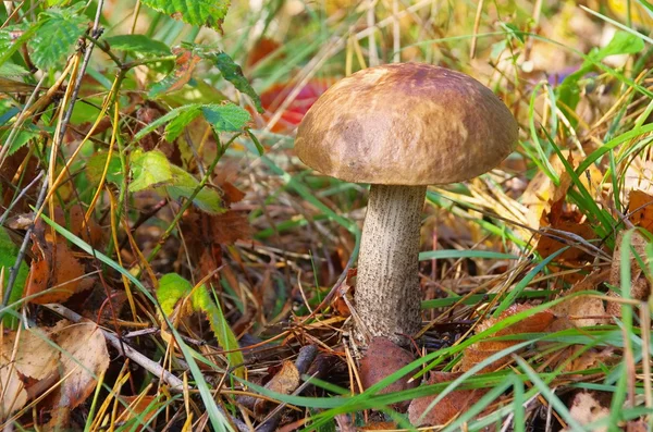 Birkenpilz - birch boletus 04 — Stock Photo, Image