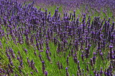 Lavendel - lavanta 69