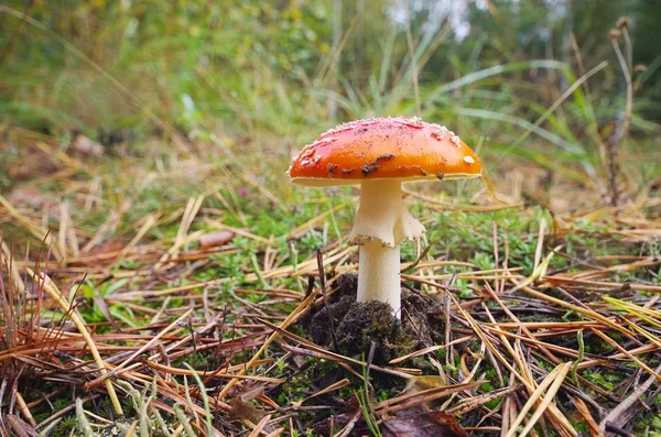 Fliegenpilz - fly agaric 12 — Stock Photo, Image