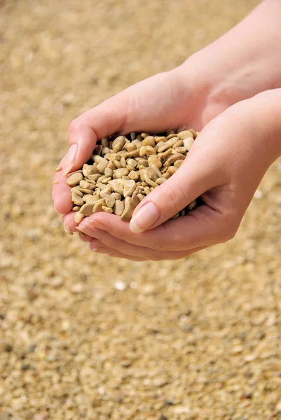 Hand mit steinen - hand mit steinen 26 — Stockfoto