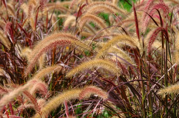 Lampenputzergras - foxtail fontein gras 01 — Stockfoto