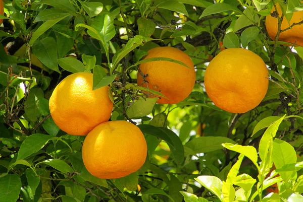 オレンジ バウム - オレンジ木の果実を 08 午前します。 — ストック写真