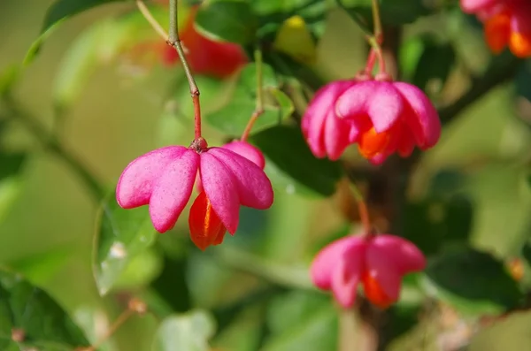 Pfaffenhuetchen - European spindle 02 — Stock Photo, Image