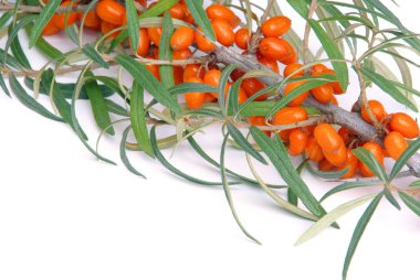 sanddorn - attıkça diken 29