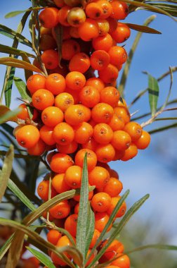 sanddorn - attıkça diken 38