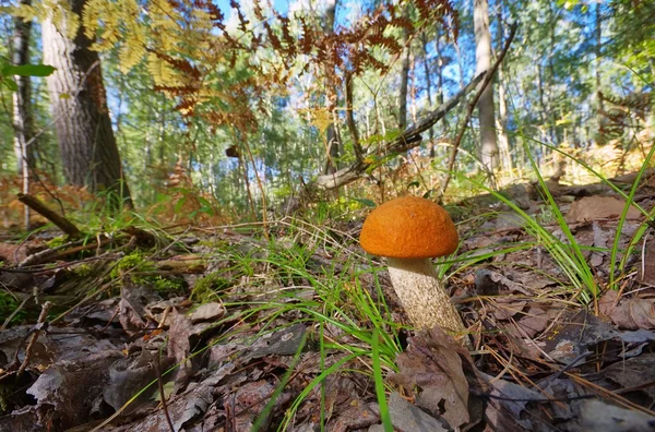 Rotkappe - red cap mushroom 09 — Stock Photo, Image