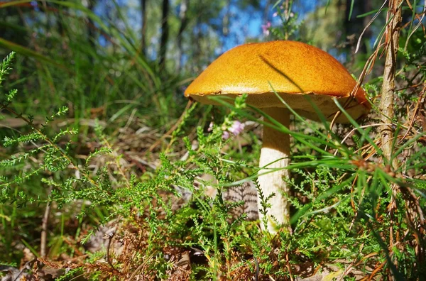 Rotkappe - red cap mushroom 10 — Stock Photo, Image