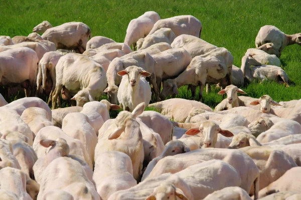 Schaf - schapen 31 — Stockfoto