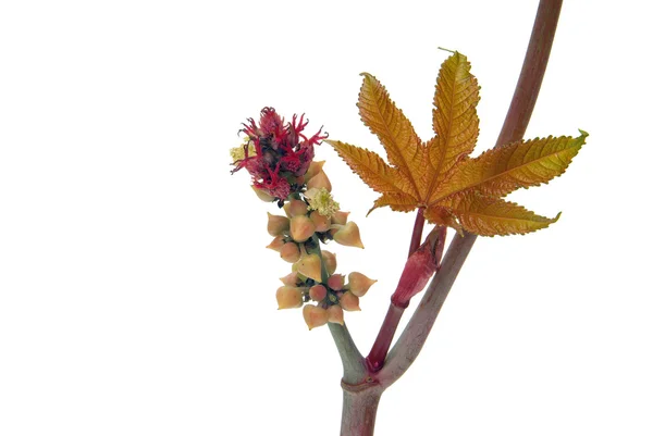 Wunderbaum - Hint yağı bitki 23 — Stok fotoğraf