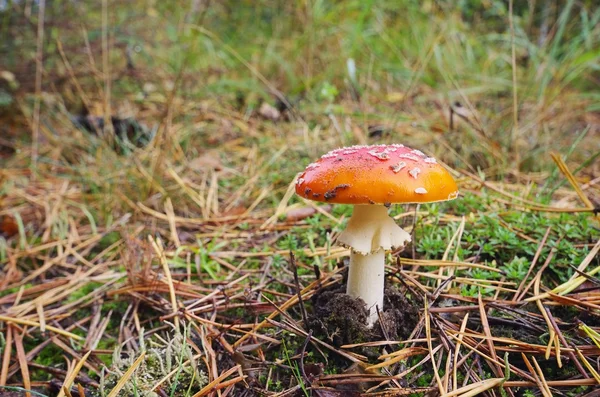 Fliegenpilz - volo agarico 13 — Foto Stock