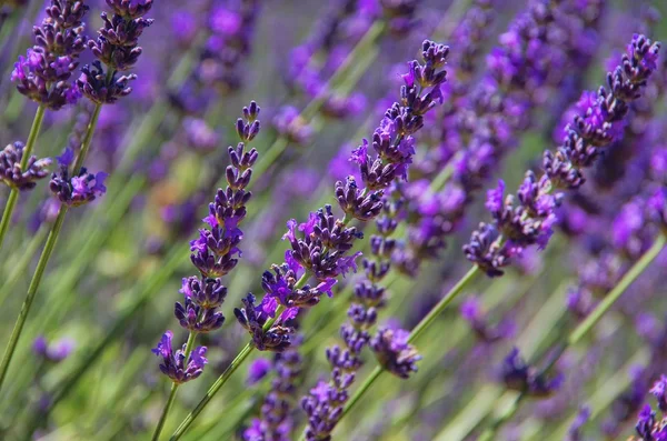 Lavendel - lavanda 70 — Fotografia de Stock