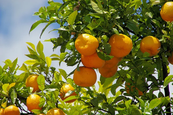 Orange am Baum - orange fruit on tree 01 — Stock Photo, Image