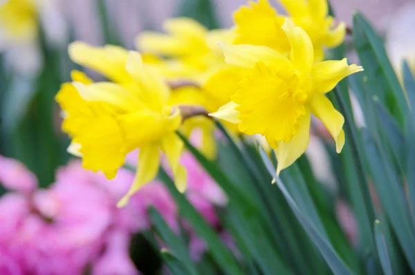 Osterglocke und hyazinthe - narcissen en hyacinten 03 — Stockfoto