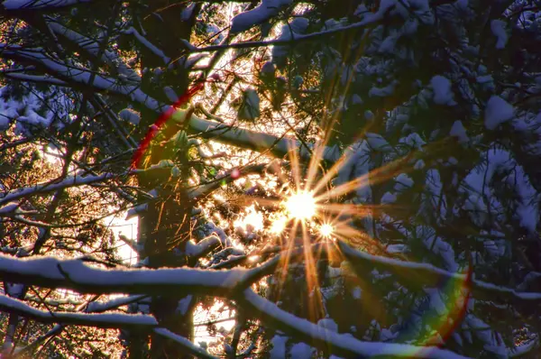 Wald im winter - bos in de winter 64 — Stockfoto