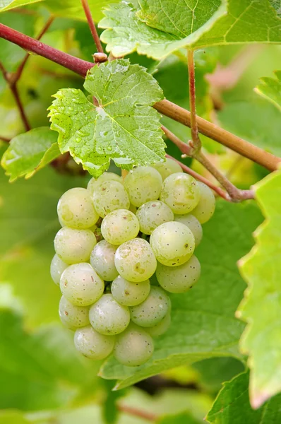Weintraube weiss - uva blanca 02 — Foto de Stock