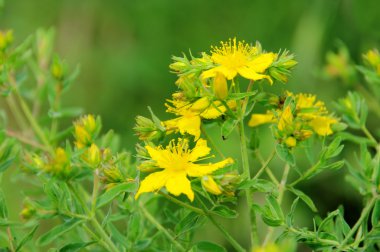 Johanniskraut - St Johns wort 30