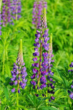 Lupine - lupin 06