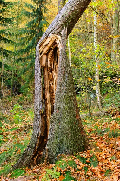Gesplitterter Baumstamm - tronco entablillado 04 —  Fotos de Stock