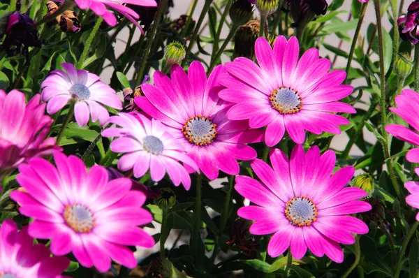 Kapkoerbchen - Osteospermum 01 — Stockfoto