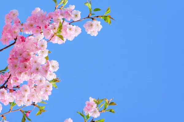 Kirschblte rosa - flor de cerezo 21 — Foto de Stock