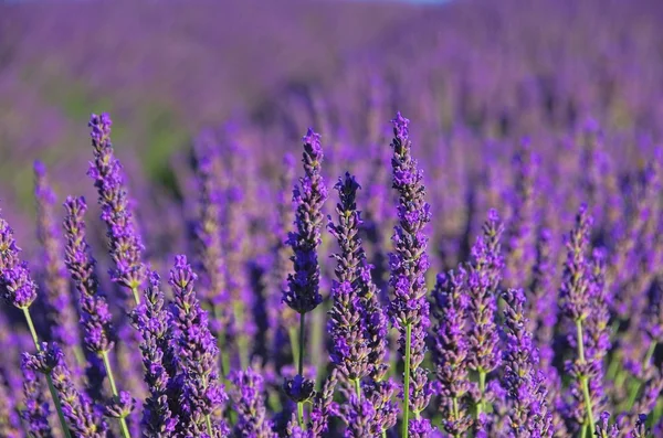 Lavendel - lavanda 72 — Fotografia de Stock