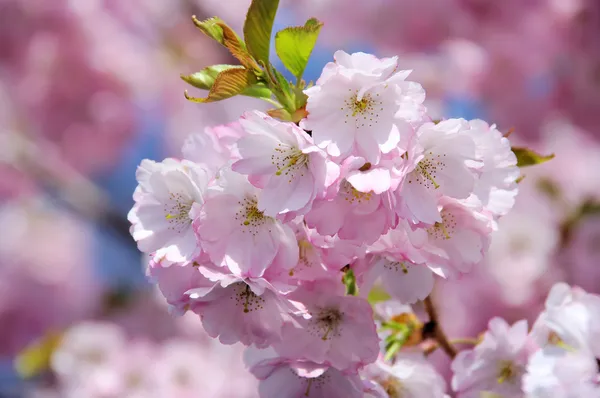 桜 — ストック写真