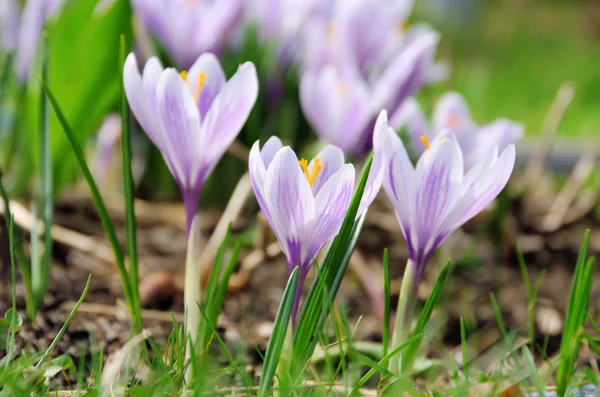 Virágzó virágok - crocus. — Stock Fotó