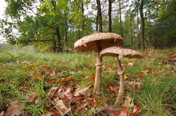 Riesenschirmpilz-阳伞蘑菇 20 — 图库照片