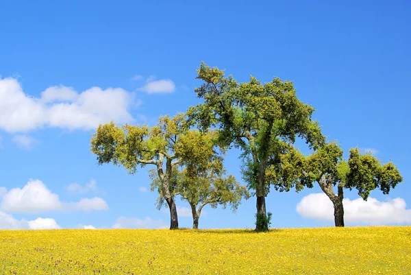 Wiese mit Korkeichen - Prato e querce da sughero 23 — Foto Stock