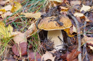 Steinpilz - cep 57