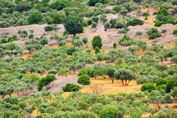 Olivenhain - olivové háje 22 — Stock fotografie