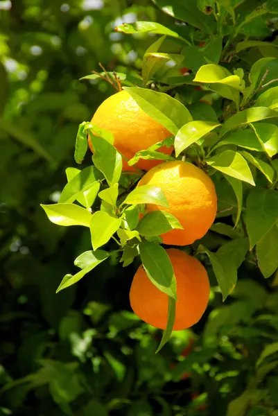 Orange am Baum - orange fruit on tree 05 — Stock Photo, Image