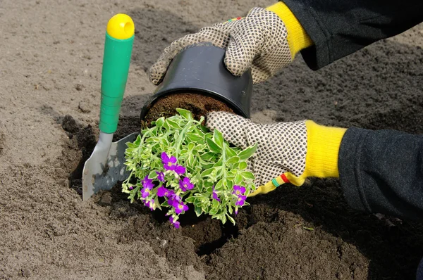 Staude einpflanzen - Strauchpflanzung 14 — Stockfoto