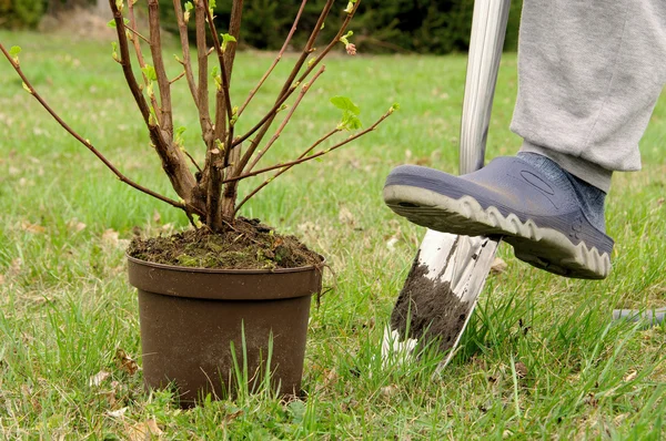 Strauch einpflanzen - aanplant een struik 05 — Stockfoto