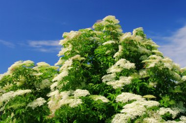 holunder blete - büyük çiçek 18