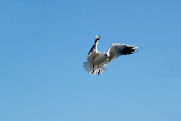 Mewe im Flug - gaivota voando 01 — Fotografia de Stock