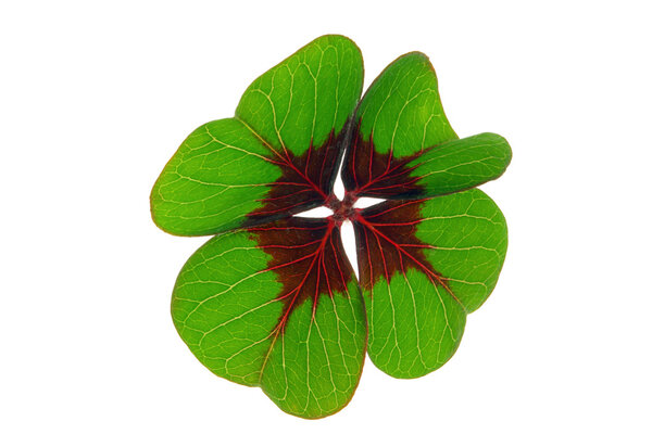 Glecksklee - four leafed clover 28