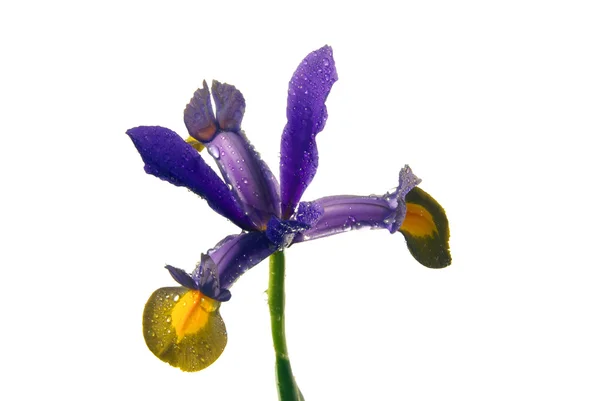 Hollendische Iris - Iris hollandica 02 — Stockfoto