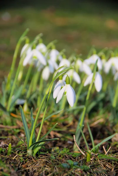 Schneegleckchen - snowdrop 06 — Stockfoto