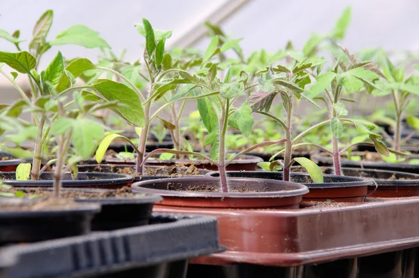 Tomatenpflanze im gewechshaus - tomatplantor i glashus 02 — Stockfoto
