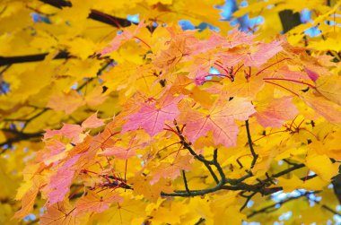 ahornblatt - akçaağaç yaprağı 14