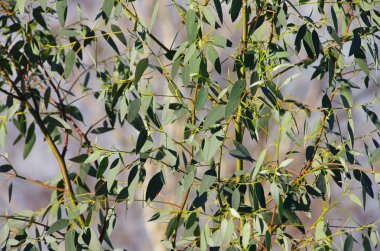 Eukalyptus - eucalyptus 20