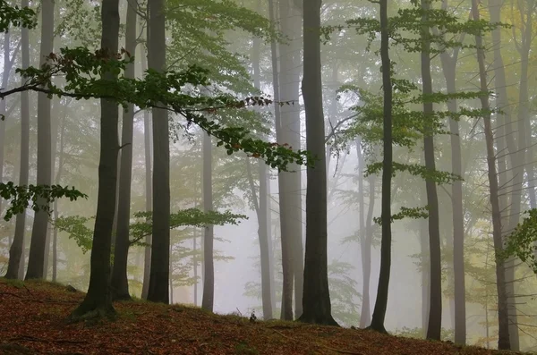 Buchenwald im Nebel - beech forest in fog 02 — Stock Photo, Image