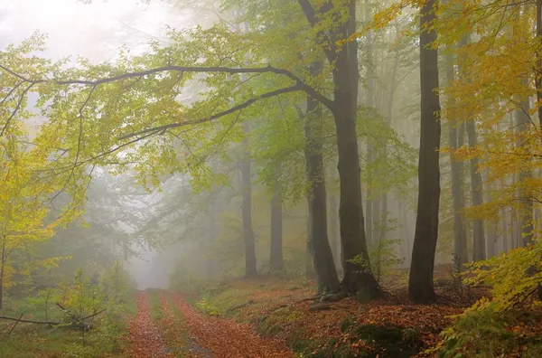 Buchenwald im Nebel - beech forest in fog 08 — Stock Photo, Image