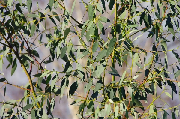Eukalyptus-桉树 20 — 图库照片