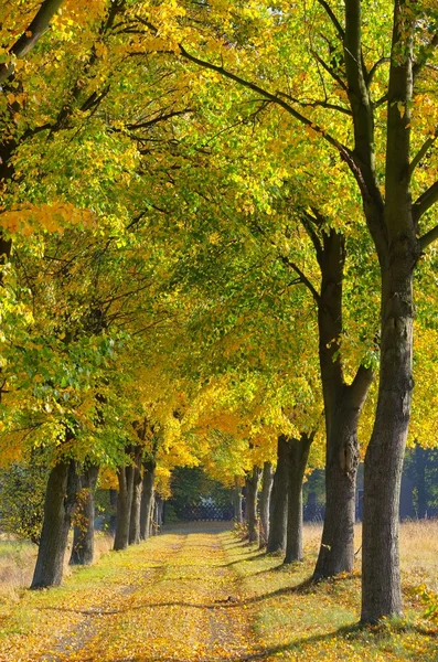 Lindenallee - lime tree avenue 09 — Stockfoto