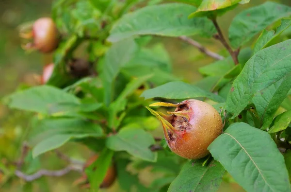 Mispel am Baum - nespola comune sull'albero 01 — Foto Stock