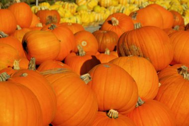 kerbis - balkabağı 30