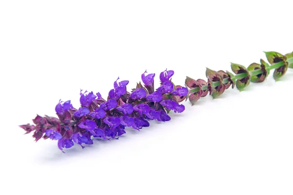 Salbeiblete freigestellt - flor de salvia aislada 06 — Foto de Stock