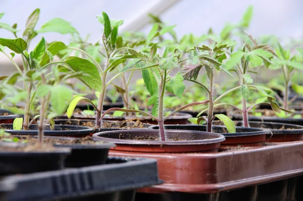 Tomatenpflanze im gewechshaus - tomatplantor i glashus 01 — Stockfoto